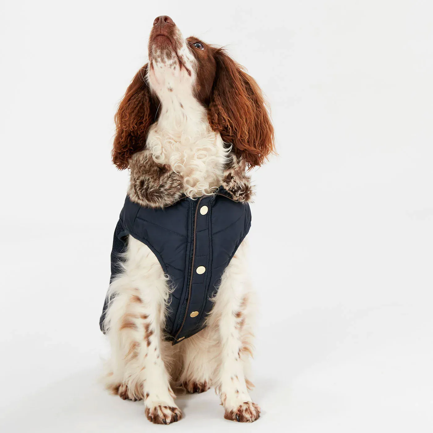 Joules Cherrington Padded Dog Coat